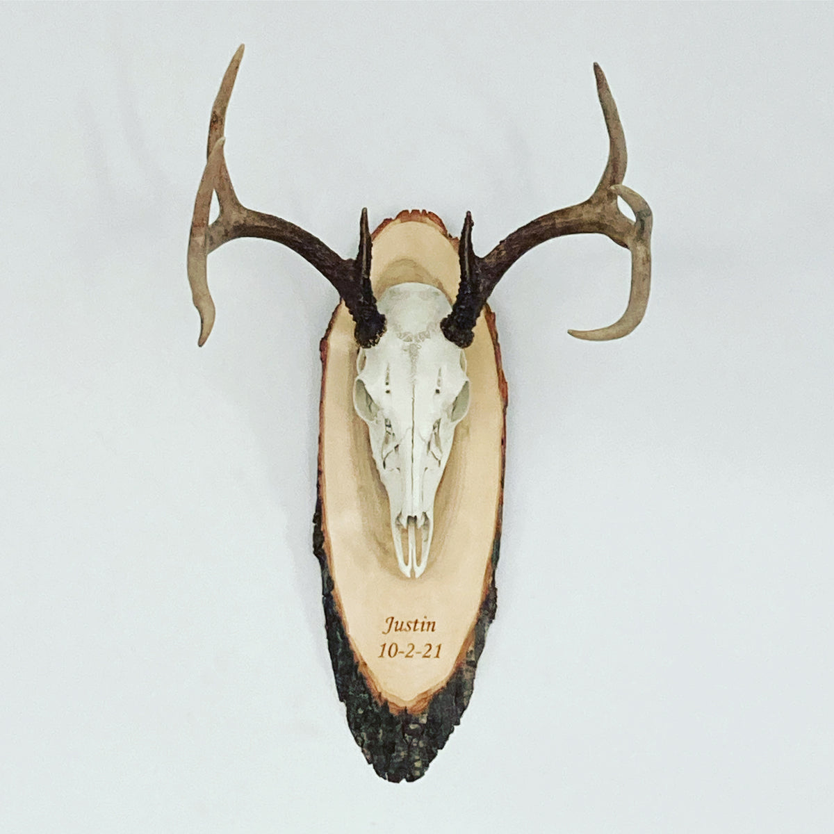 Wood Slices - Sanded plaques - Skull Mount slices - XS - Set of 5 – Janish  Woodworks