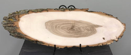 Black Willow Bark On Oval Wood Slice - Small