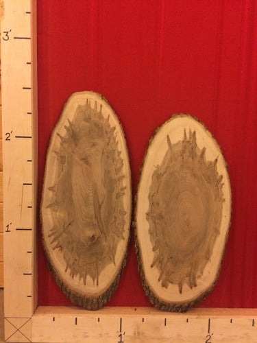 Wormy Maple Wood Slices